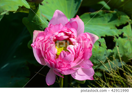 蓮花 蓮花 42911990