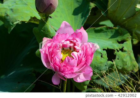 蓮花 蓮花 42912002