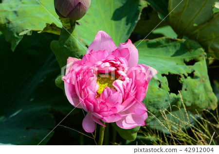 蓮花 蓮花 42912004