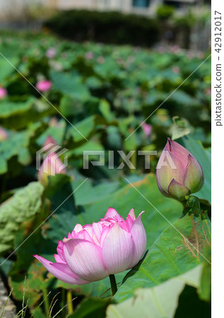 蓮花 蓮花 42912017