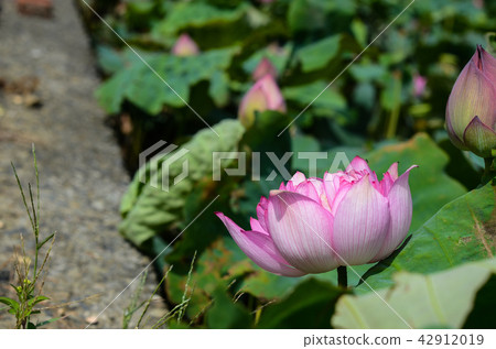 蓮花 蓮花 42912019