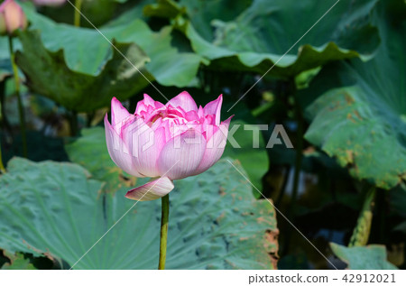 蓮花 蓮花 42912021