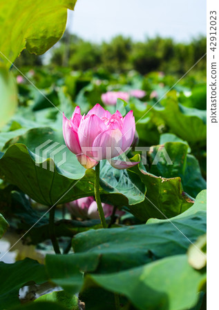 蓮花 蓮花 42912023