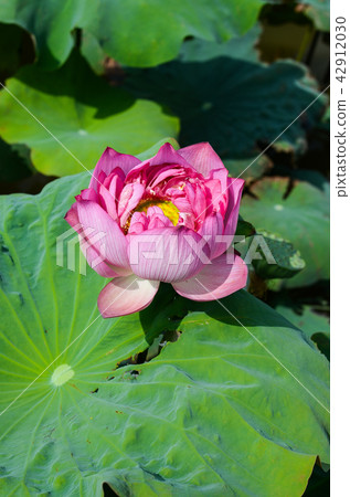 蓮花 蓮花 42912030