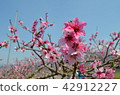  Peach blossoms 42912227