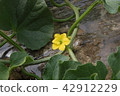 Melon flowers 42912229