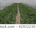 Watermelon House 42912230