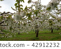 Cherry blossom 42912232