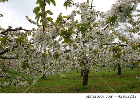 Cherry blossom Cherry blossom 42912232
