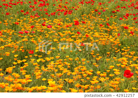 美麗的黃色和紅色罌粟花（3） 42912257