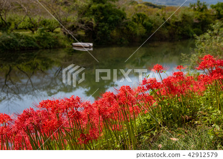 Amanohana of Higanbana flower bank in full bloom 42912579