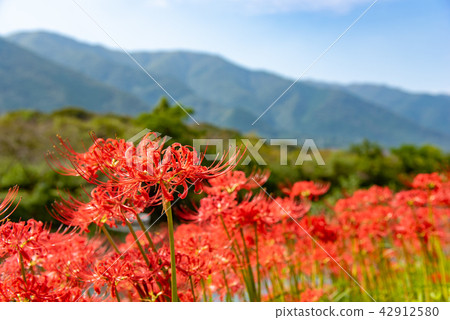 Amanohana of Higanbana flower bank in full bloom Amanohana of Higanbana flower bank in full bloom 42912580