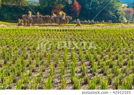 Fall of Inagi and Sato 42912585