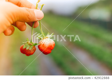 Fresh red strawberry in the garden 42912888