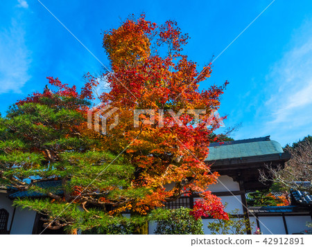 Autumn leaves of Enko-ji 42912891