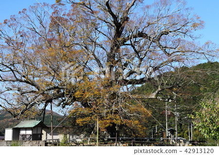 Large Zelkova of Noume in Noume 42913120
