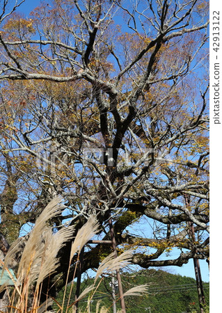 Large Zelkova of Noume in Noume 42913122