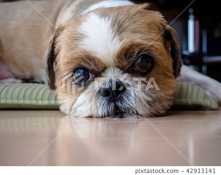 Shih tzu dog 42913141