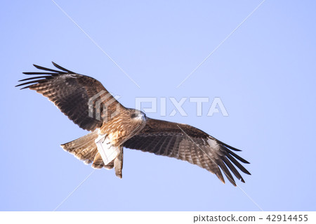 Birds of prey sightseeing area danger Birds of prey sightseeing area danger 42914455