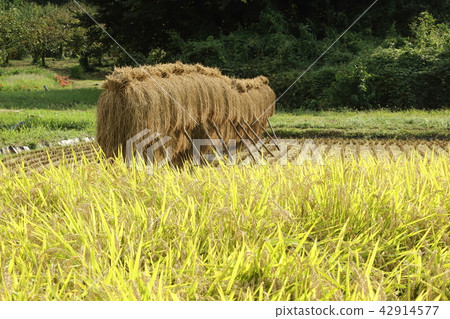 與米乾燥的風景 與米乾燥的風景 42914577