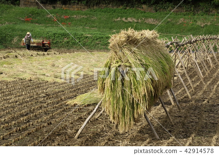 與米乾燥的風景 42914578