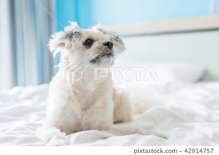 Dog sleep lies on bed in bedroom at home or hotel Dog sleep lies on bed in bedroom at home or hotel 42914757