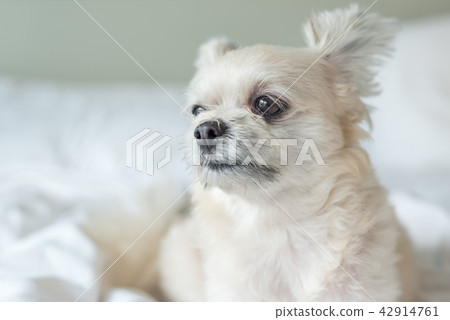 Dog sleep lies on bed in bedroom at home or hotel Dog sleep lies on bed in bedroom at home or hotel 42914761