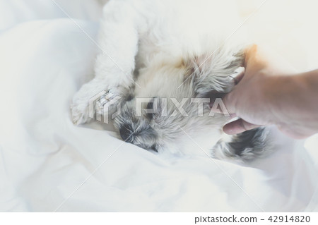 Dog sleep lies on bed in bedroom at home or hotel Dog sleep lies on bed in bedroom at home or hotel 42914820