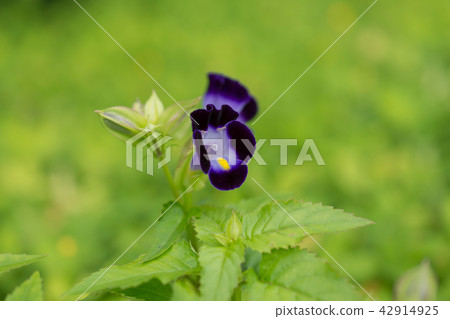 Flower, Torenia, purple, green, flower bed 42914925