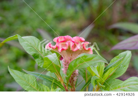 花·粉紅色·相似·松鼠 花·粉紅色·相似·松鼠 42914926