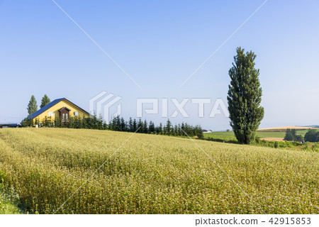 Hill town · Biei's patchwork hill 42915853