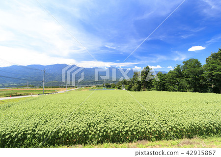 明野 明野 42915867