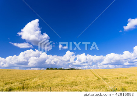 A hill town - Biei scenery in Biei A hill town - Biei scenery in Biei 42916098