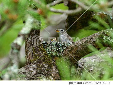 豇豆的選育 42916227