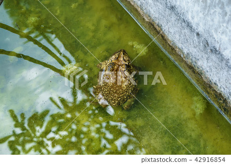 Frog in pond Frog in pond 42916854