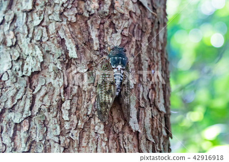 Brown cicada 42916918