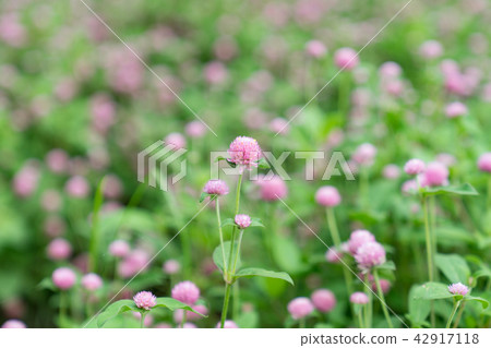 Asia Taiwan Taoyuan Daxi Flower Sea Flower Field Flower Plant Nature Sunshine Air Water Temperament Romantic 42917118