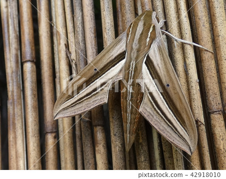 Hidden moth Hidden moth 42918010