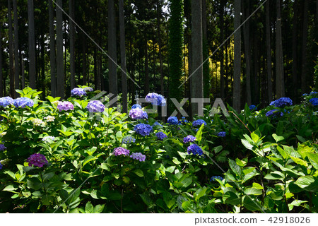 I went to the forest of hydrangea # 33 I went to the forest of hydrangea # 33 42918026
