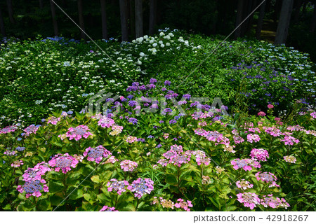 I went to the forest of hydrangea # 37 42918267