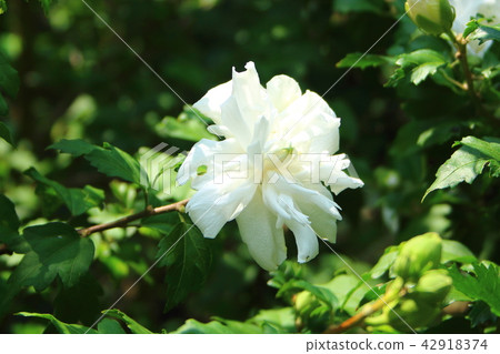 Mukugawa (white Yae) flowers (white) 42918374