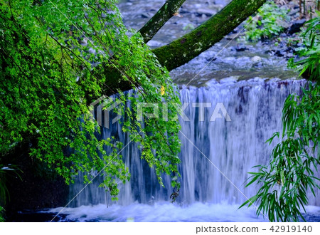 Green maple and waterfall 42919140