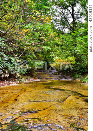 恩典之林 42919325