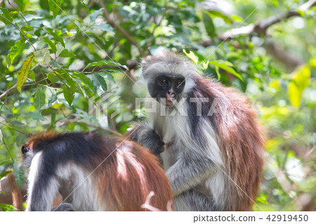 Red colobus Piliocolobus kirki monkey 42919450