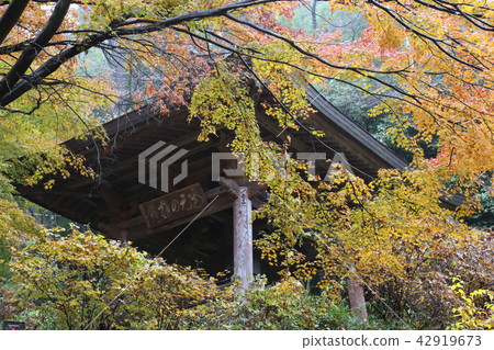 秋葉在秋天 秋葉在秋天 42919673