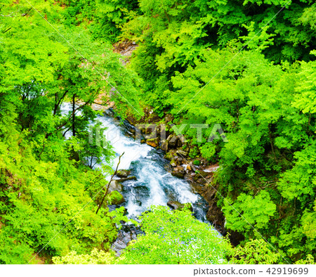 "Tochigi prefecture Nikko city" Kegono waterfall summer image "Tochigi prefecture Nikko city" Kegono waterfall summer image 42919699