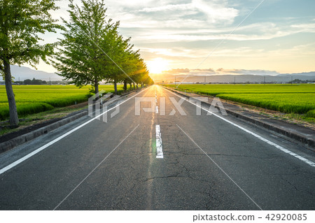 Sunset of ginkgo trees 42920085