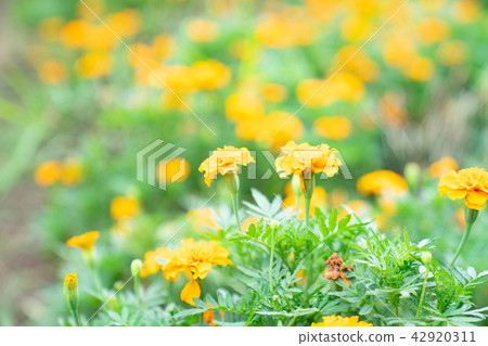 Asia Taiwan Taoyuan Daxi Huahaihuatian portrait love love feelings beauty god flower plant nature sunshine air water smile playful temperament romantic beauty portrait portrait 42920311