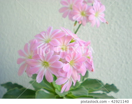 Lewisia子葉 Lewisia子葉 42921140