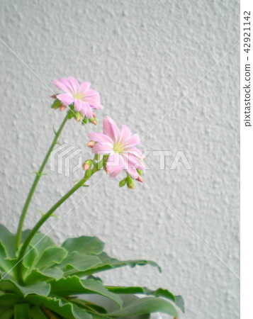 Lewisia子葉 Lewisia子葉 42921142